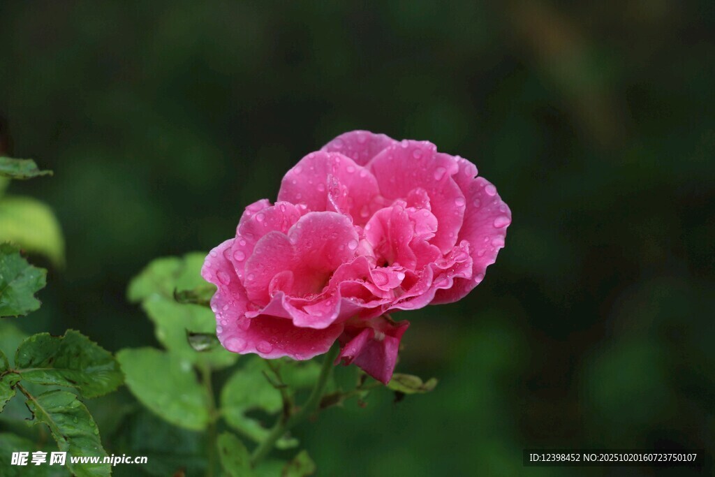 娇艳粉色月季花