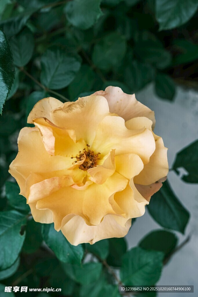 黄色娇艳月季花