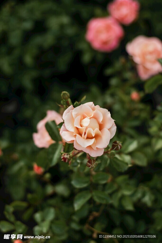 粉色月季花绽放