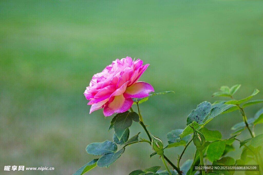 娇艳粉色月季花特写
