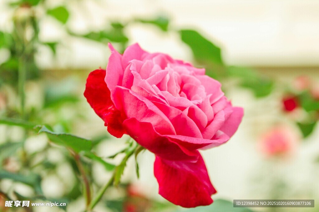 娇艳红玫瑰绽放