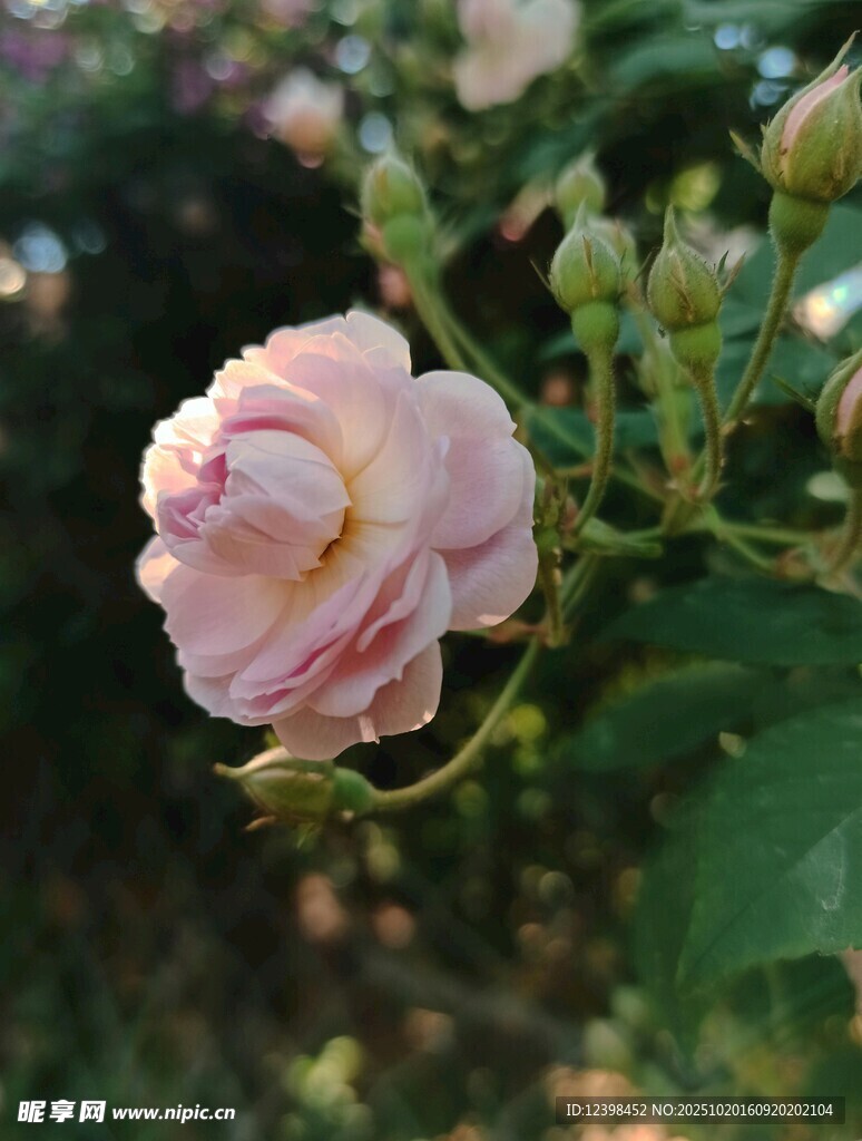粉色娇艳月季花