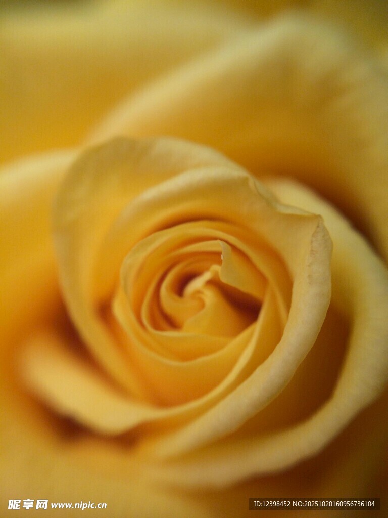 黄玫瑰特写