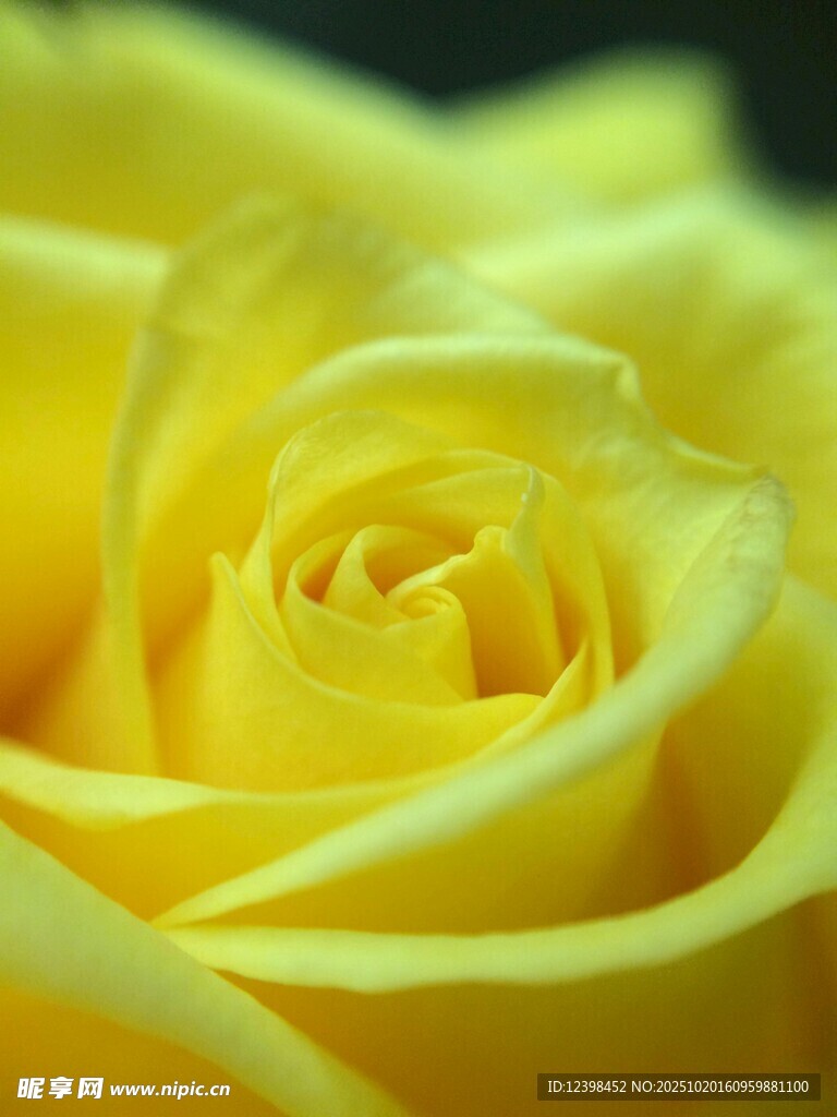 黄色玫瑰特写