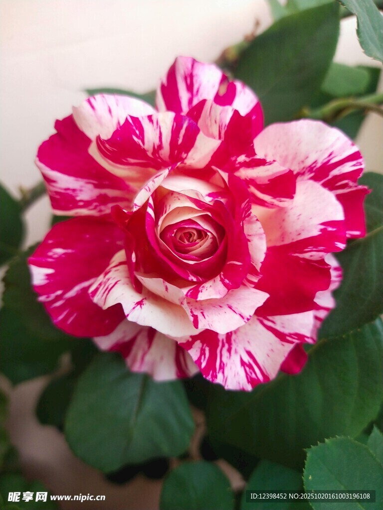 双色娇艳月季花