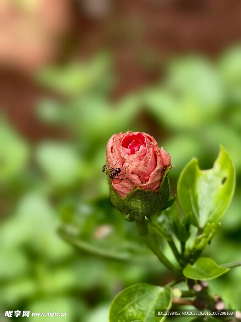 娇艳欲滴的粉色花苞