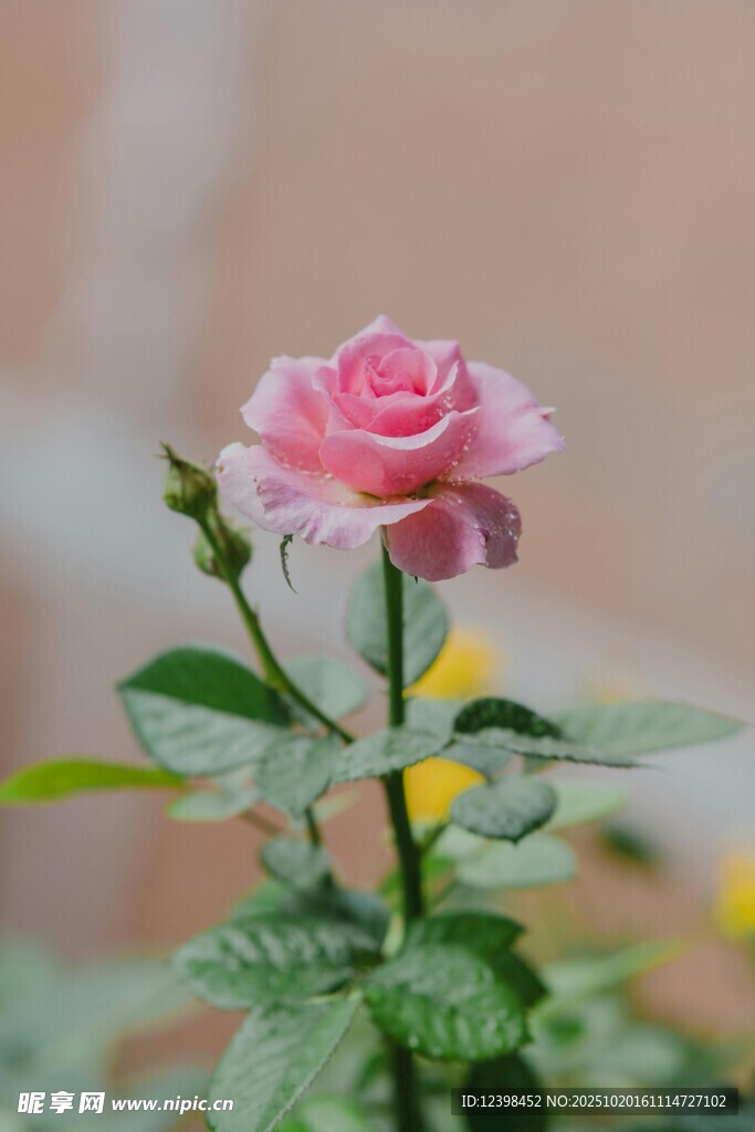 娇艳粉色月季花特写