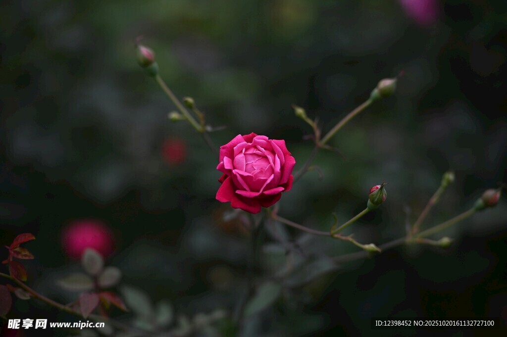 娇艳玫红小花