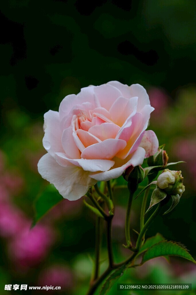 粉色娇艳月季花特写