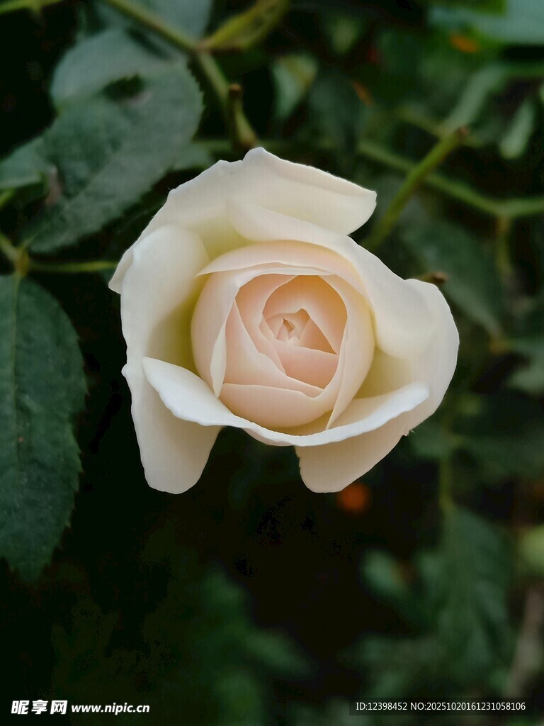 白玫瑰特写