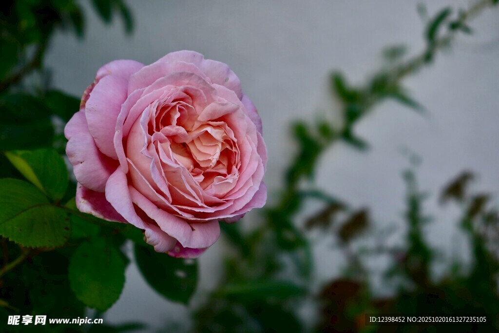 娇艳粉色月季花特写