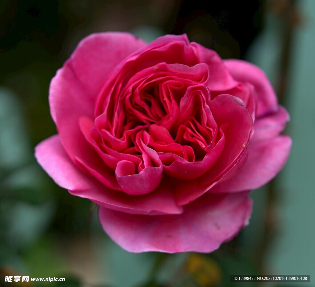 娇艳粉色月季花特写