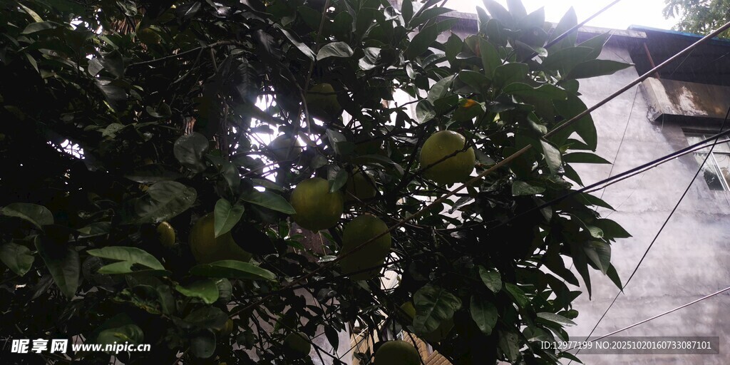 枝叶下的果实朦胧景象