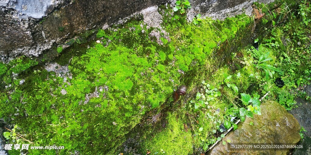 岩石上的翠绿苔藓植物