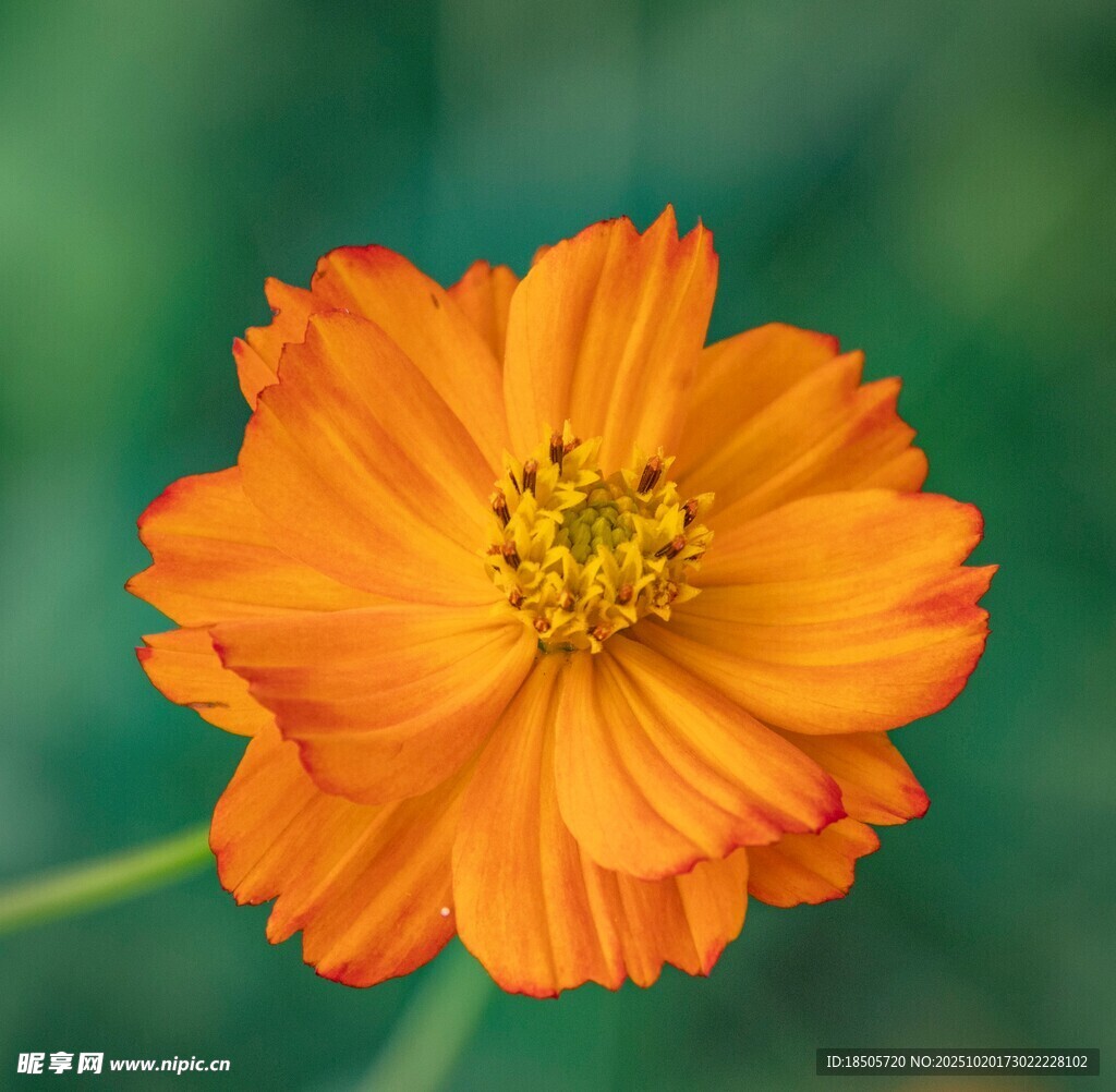 橙色波斯菊特写