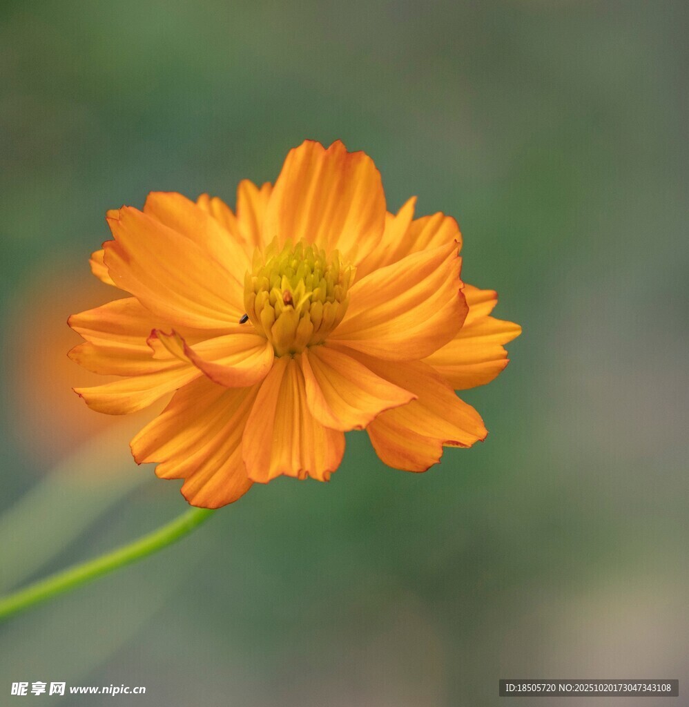 橙色波斯菊特写