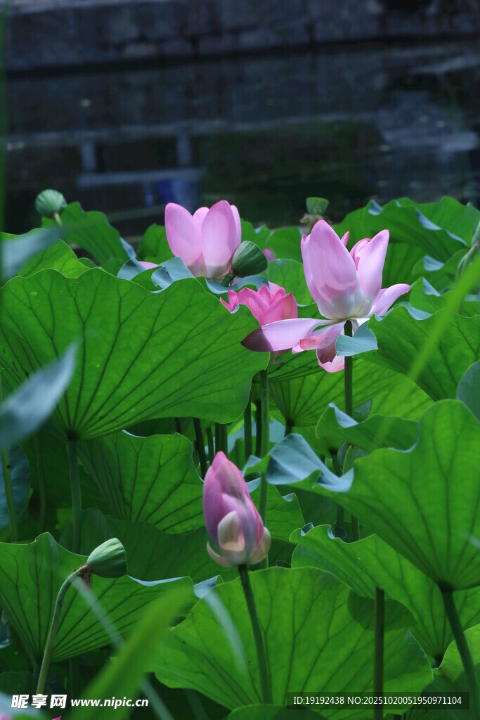 荷花荷叶  