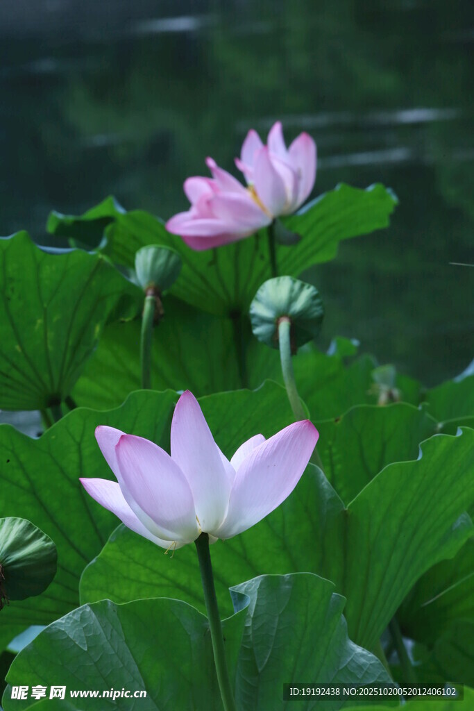 荷花荷叶  