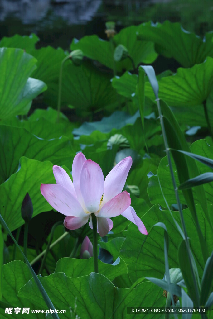 荷花荷叶 