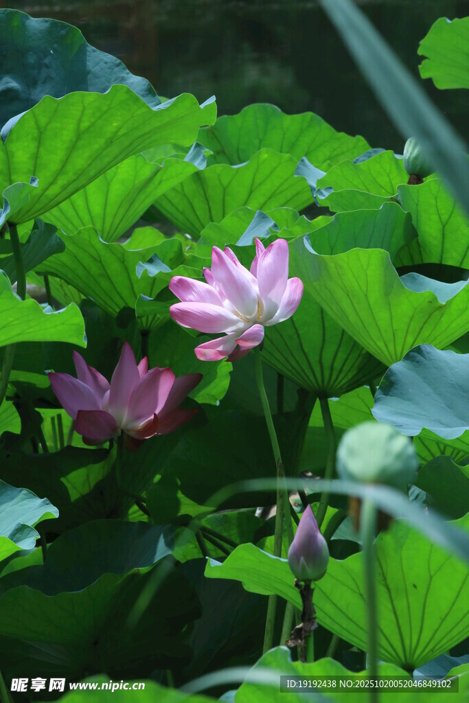 荷花荷叶 