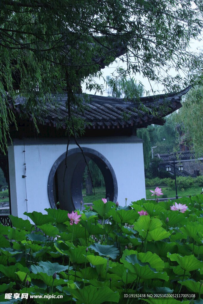 荷花荷叶  