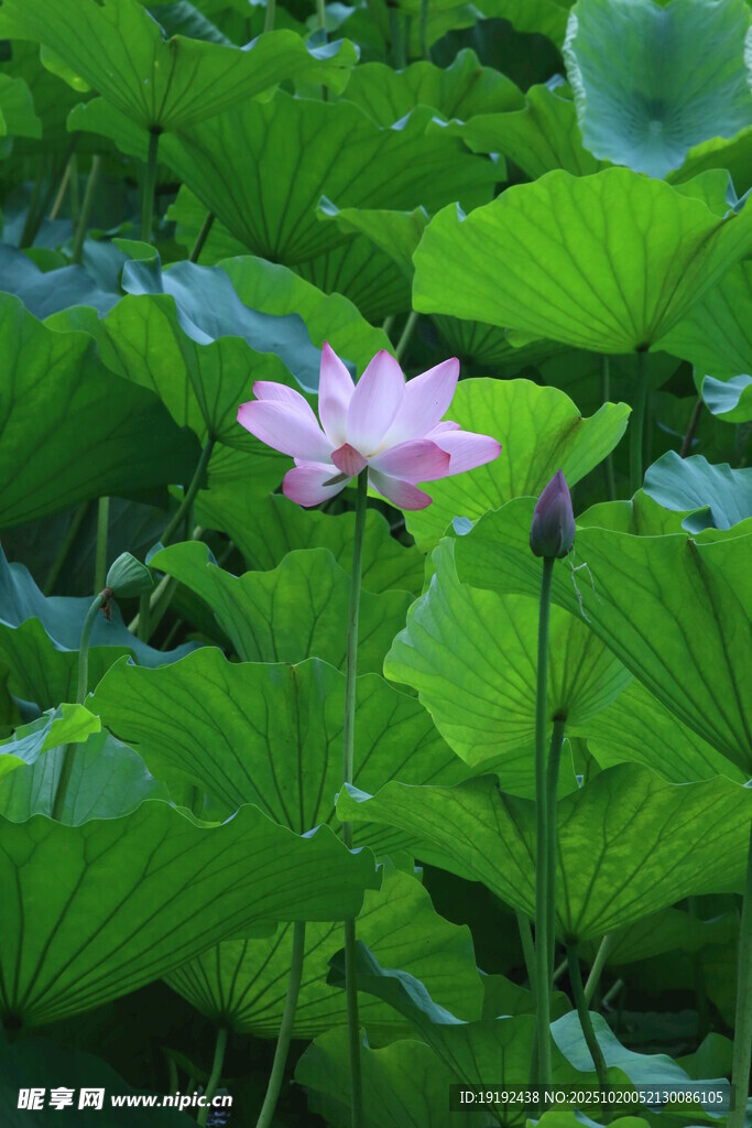荷花荷叶  
