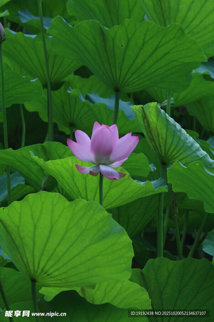 荷花荷叶  