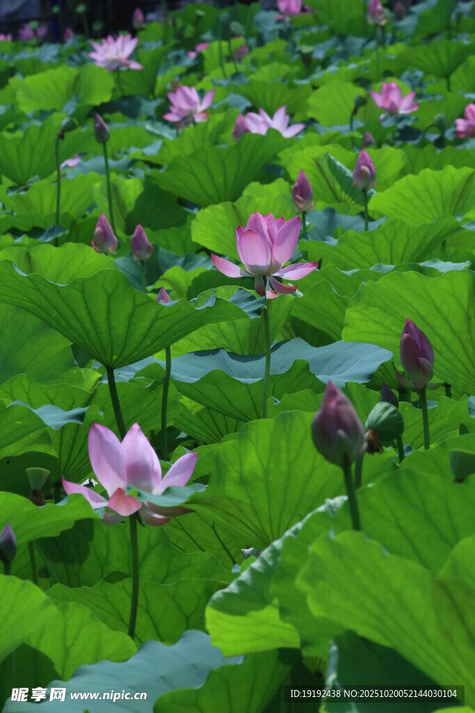 荷花荷叶  