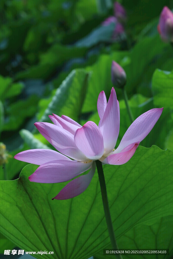 荷花荷叶 