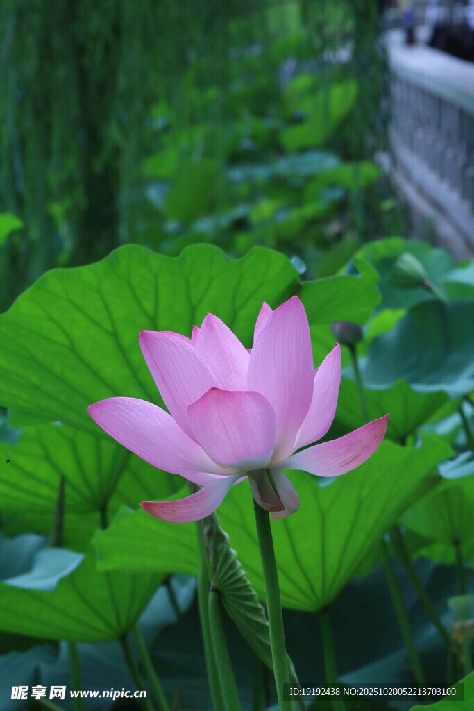 荷花荷叶  