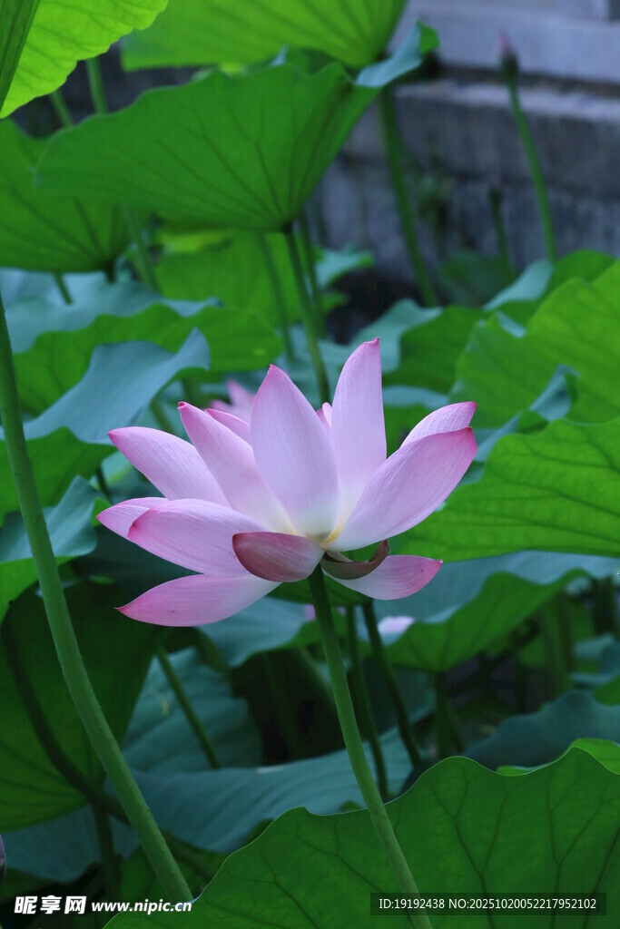荷花荷叶  