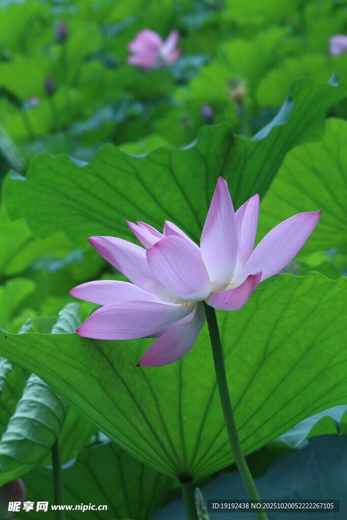 荷花荷叶  