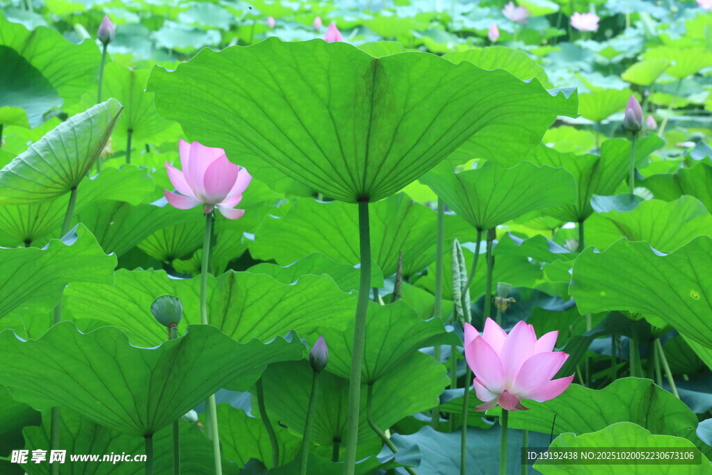 荷花荷叶 