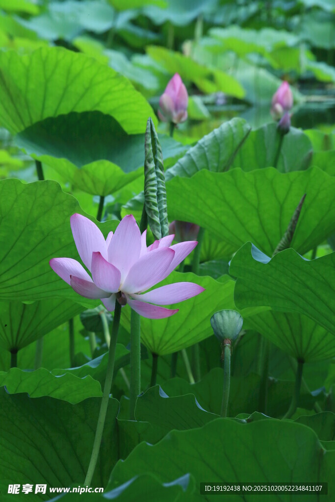 荷花荷叶  
