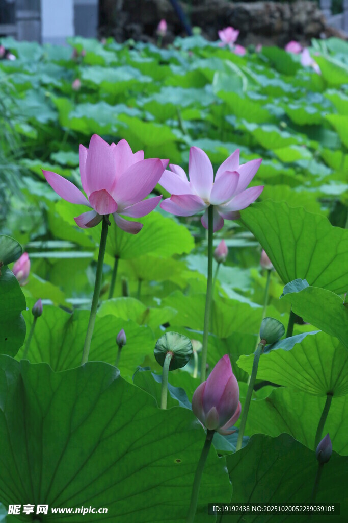 荷花荷叶 