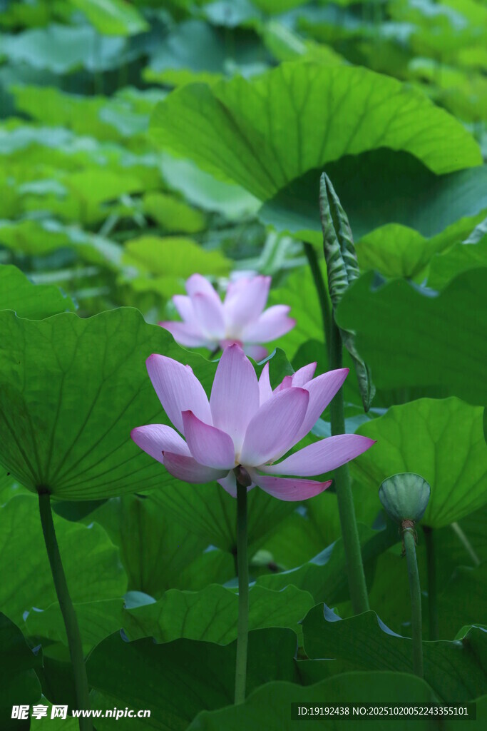 荷花荷叶 