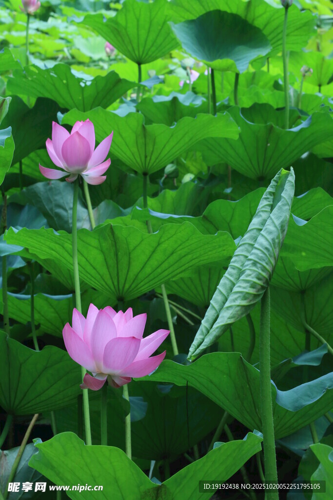 荷花荷叶 