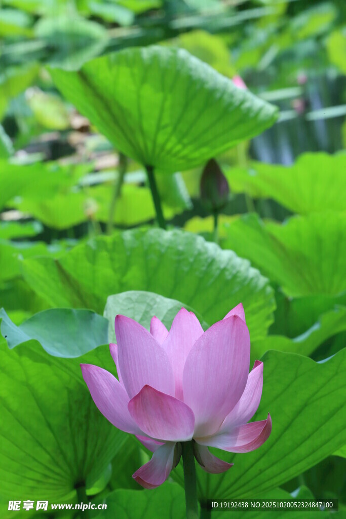 荷花荷叶 