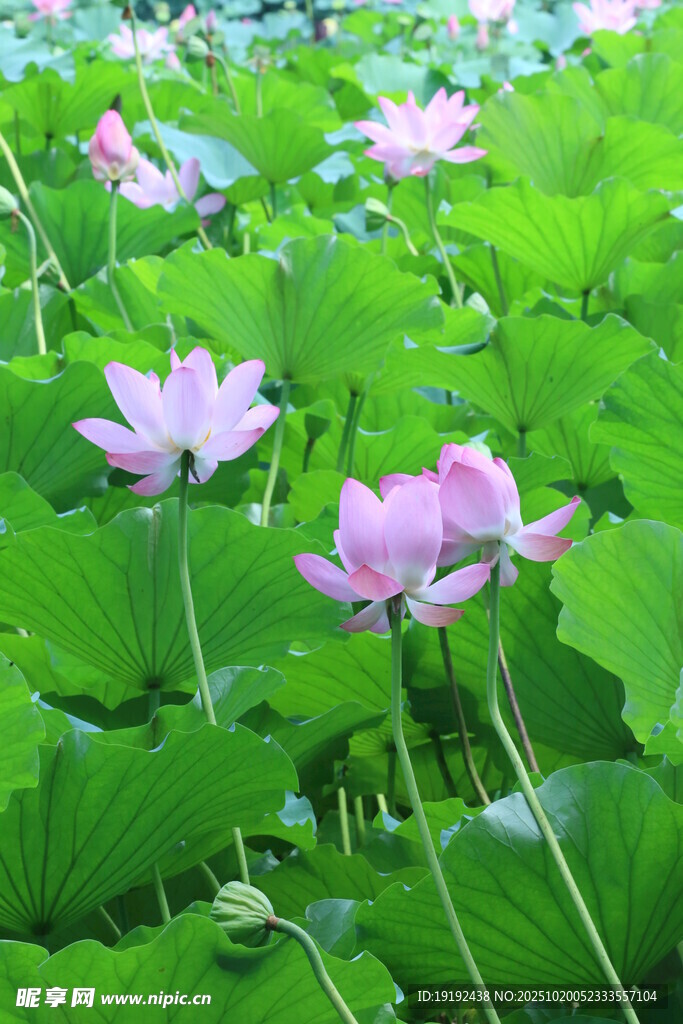 荷花荷叶  