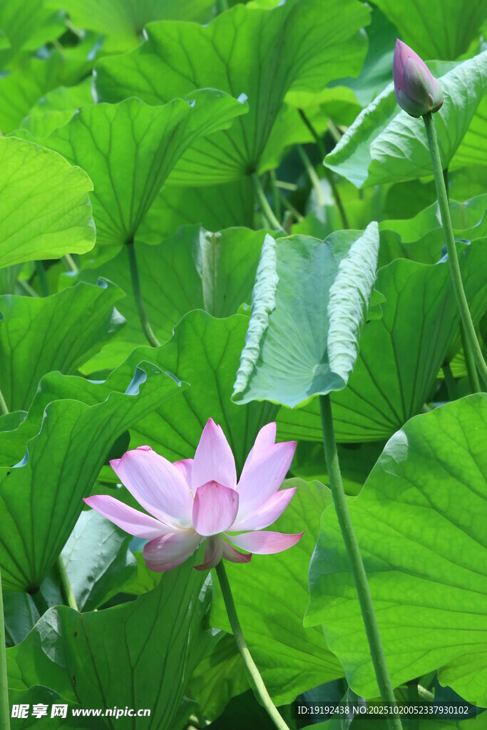 荷花荷叶 