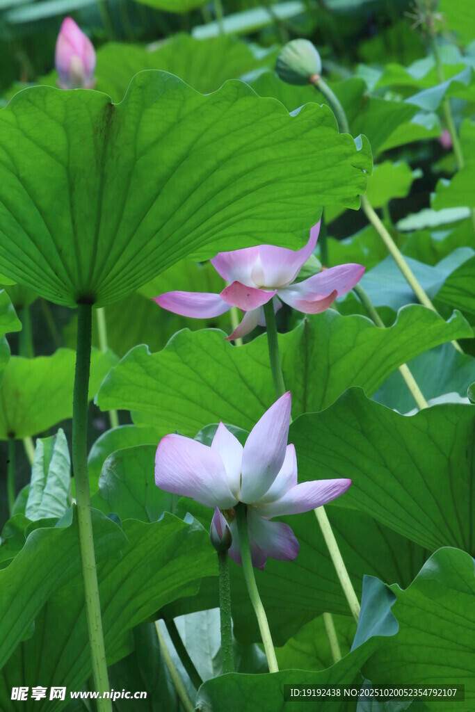 荷花荷叶  