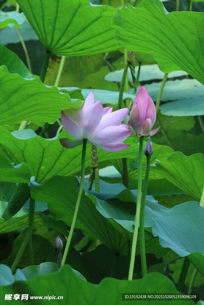 荷花荷叶  