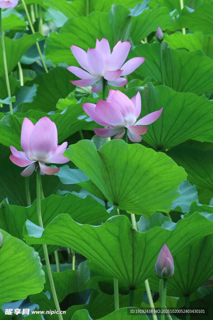 荷花荷叶  
