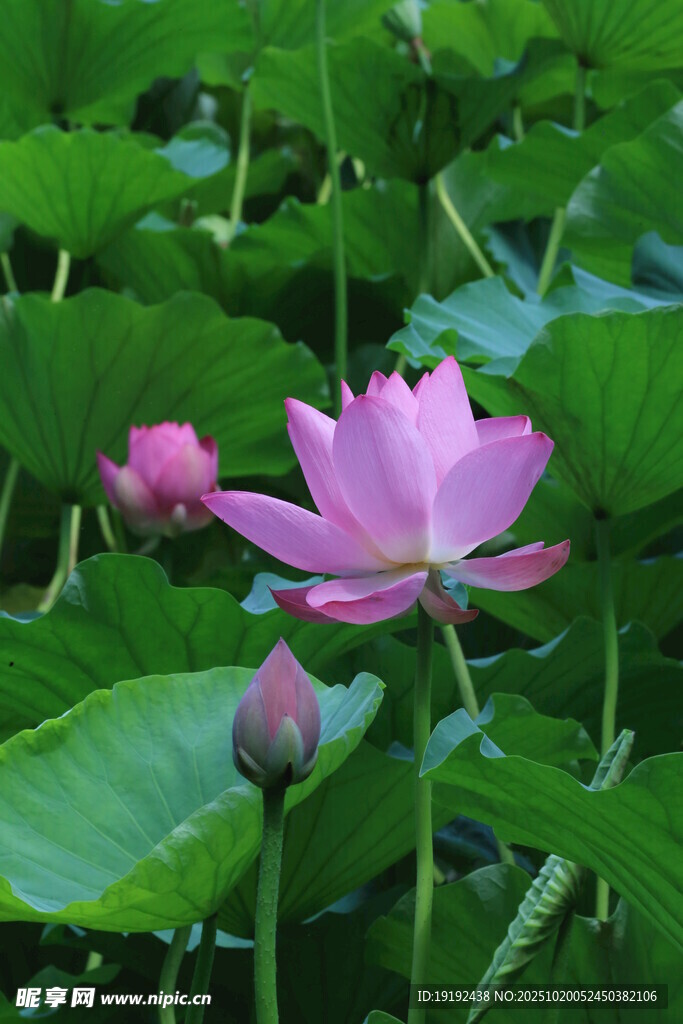 荷花荷叶 