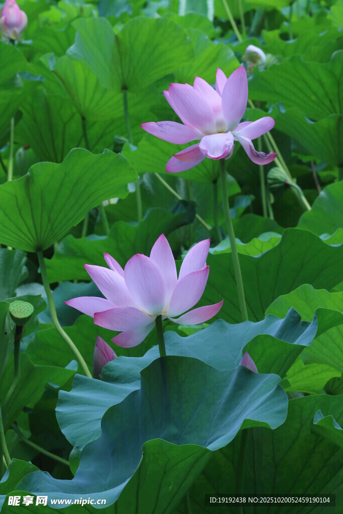 荷花荷叶  