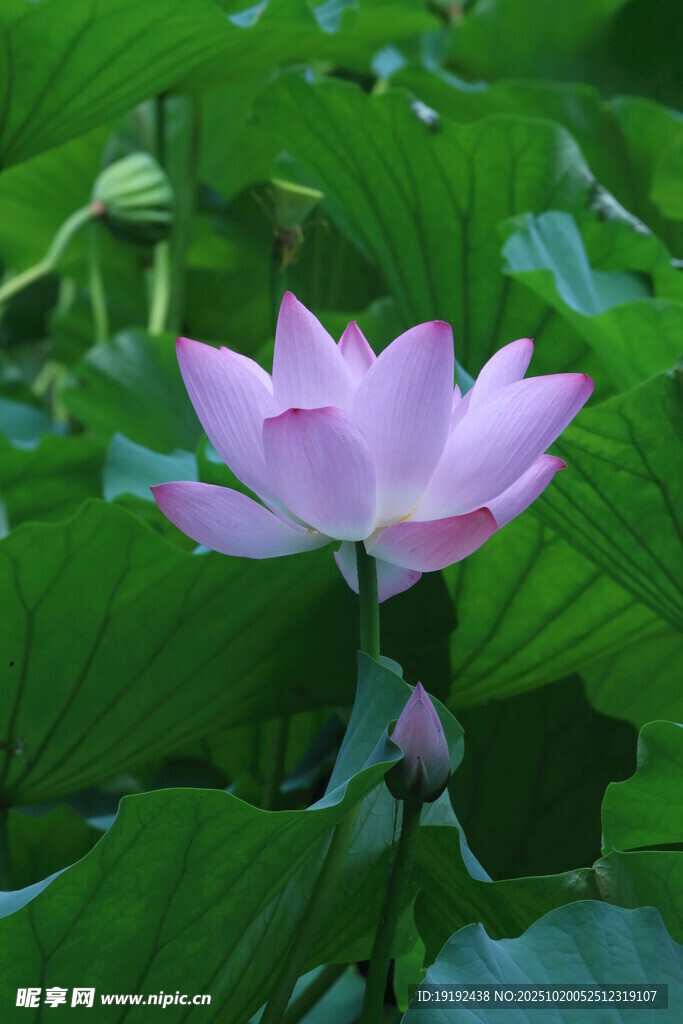 荷花荷叶 