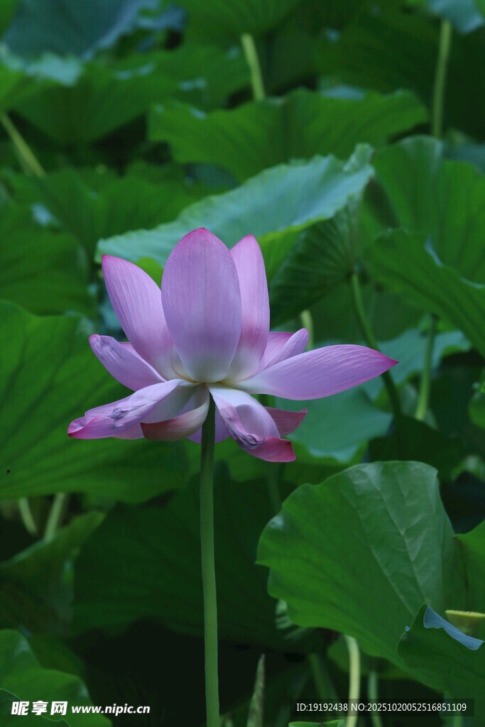 荷花荷叶 