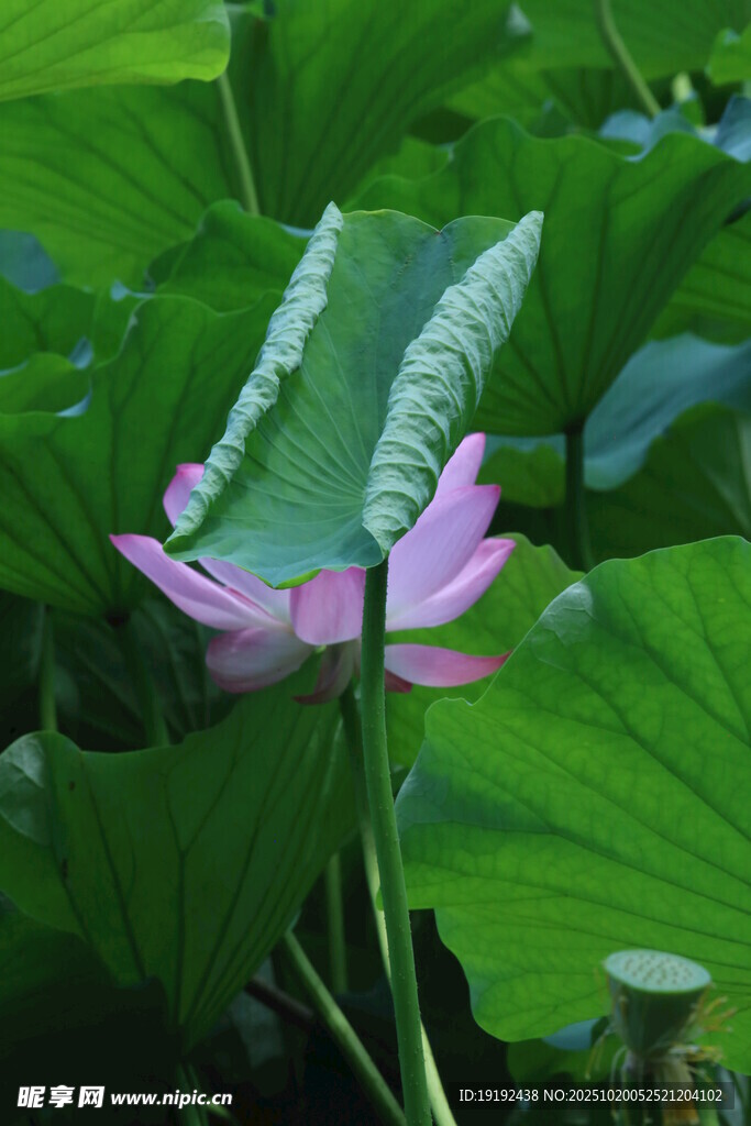 荷花荷叶  