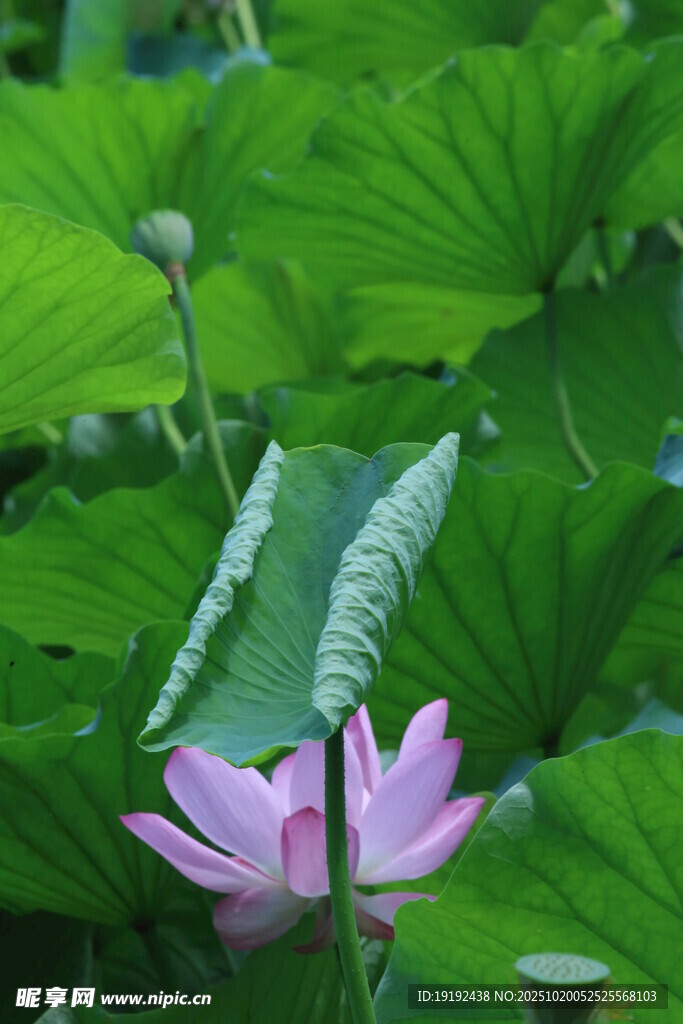 荷花荷叶 