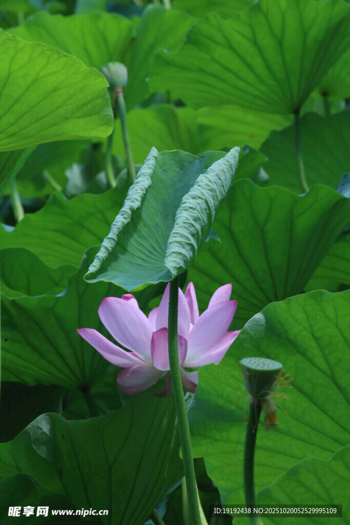 荷花荷叶 